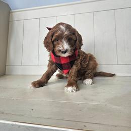 Chipotle-red - Red  male Goldendoodle puppy in South Jordan, Utah from Lucky Doodle Pups