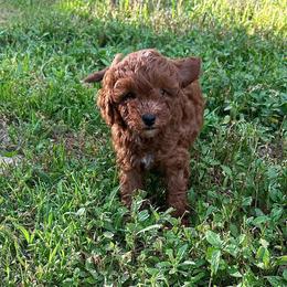 Rusty - Red  male Poodle puppy in Cabool, Missouri from Rafter B Farms