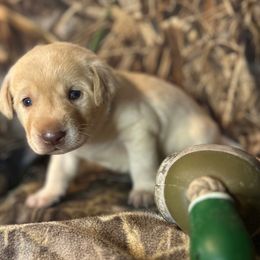 Blue (collar) - Yellow male Labrador Retriever puppy in Moore, Oklahoma from Okiehuntinboyz Labrador Retrievers