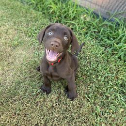 Labrador Retriever Puppies from Dry Pond Retrievers, LLC