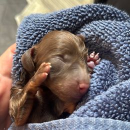 Hershey - Chocolate and tan male Dachshund puppy in Steamboat Springs, Colorado from Steamboat Sausage Squad
