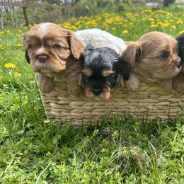 Cavalier King Charles Spaniel Puppies from Enchanted Cavaliers