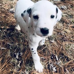 Dalmatians from Oh My Darling Dalmatians