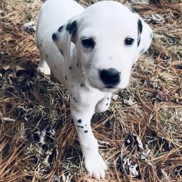 Dalmatians from Oh My Darling Dalmatians