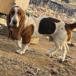 Roscoe - Basset Hound