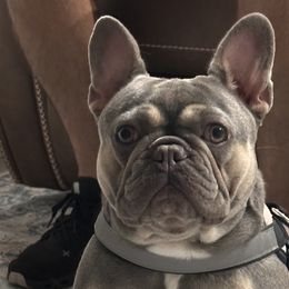 Lola - French Bulldog