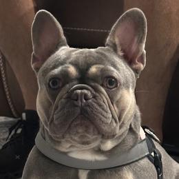 Lola - French Bulldog