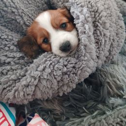 Red piebald boy - Piebald male Dachshund puppy in Springdale, Washington from TNT MINI DACHSHUNDS