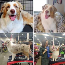 Australian Shepherd Puppies from Platinum Edition