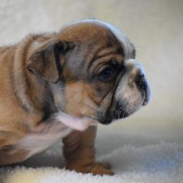 Herman - Fawn and white male Bulldog puppy in Bradleyville, Missouri from HurstBulldogs
