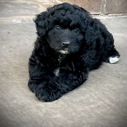 Aussiedoodle and Miniature Australian Shepherd Puppies from BlueZion Aussies