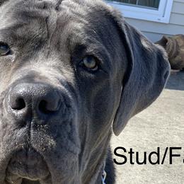 Cane Corso from Cleveland Corsos