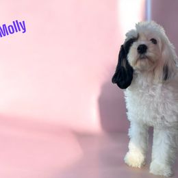 Molly - Cavapoo