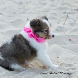Shetland Sheepdog Puppies from Sweet Sheltie Blessings