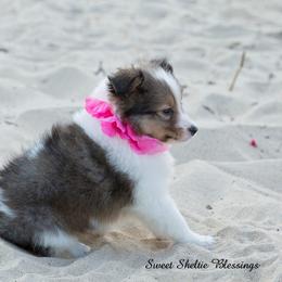 Shetland Sheepdog Puppies from Sweet Sheltie Blessings