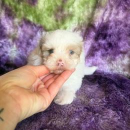 Snow White - Merle female Shihpoo puppy in Knoxville, Tennessee from Rocky Top Cavapoos