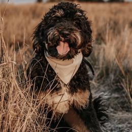 Boone - Bernedoodle