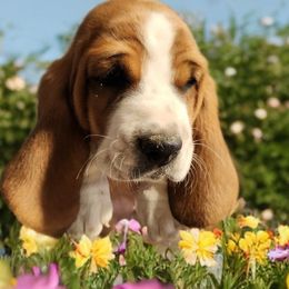 Black - Mahogany and white male Basset Hound puppy in Lucerne Valley, California from Seussorie of Puddle Pups