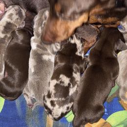 Stanton - Dapple male Dachshund puppy in Lufkin, Texas from L & A Dachshunds