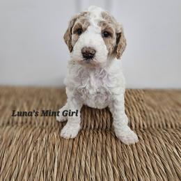 Mint Girl - Parti female Labradoodle puppy in Payson, Utah from Utah County Labradoodles