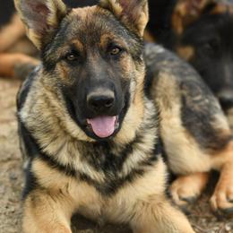 German Shepherd Puppies from Auf der Marquis German Shepherds