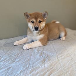 Yuki - Red female Shiba Inu puppy in Monett, Missouri from Happy Tails Shiba Inus