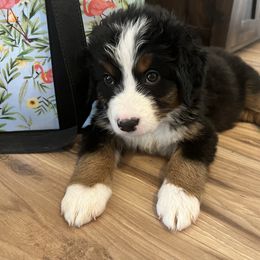 Bernese Mountain Dog Puppies from Berner Bud Farm