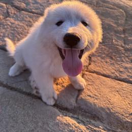 Great Pyrenees Puppies from McCarthy Ranchette LLC