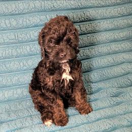 Maxwell Edison - Black and white male Cockapoo puppy in Sunset, Louisiana from Cano Cockapoos