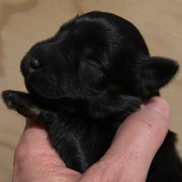 Black boy - Black male Miniature Schnauzer puppy in Pflugerville, Texas from K&K Precious Tx schnauzers