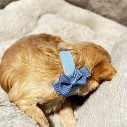 Poodle and Shih Tzu Puppies from Amarilys ShihTzus & Poodles