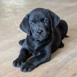 Labrador Retriever Puppies from Puzzles Labradors