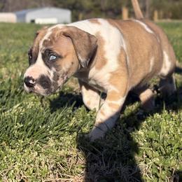Kiara - Harlequin female Great Dane puppy in Scottsburg, Virginia from Virginia Great Danes