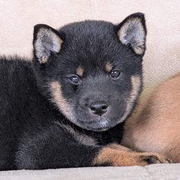 Black and tan - Black and tan female Shiba Inu puppy in Warren County, New Jersey from Yellow Gate Kennel