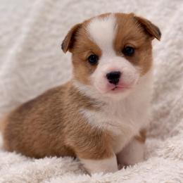 Kash - Red male Pembroke Welsh Corgi puppy in Beggs, Oklahoma from Blue Diamond Corgi’s