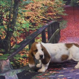 Basset Hound Puppies from Royal Baez Basset