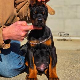 Laredo - Black and rust male Doberman Pinscher puppy in China Township, Michigan from Snell's Superior Kennel Dobermann & GSP