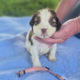 Pink - Liver white and roan female English Springer Spaniel puppy in Henagar, Alabama from Windy Oak Kennels