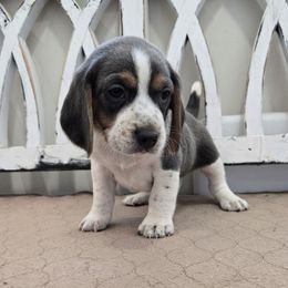 Green - Blue tan and white male Beagle puppy in Henefer, Utah from Lazy G Kennels