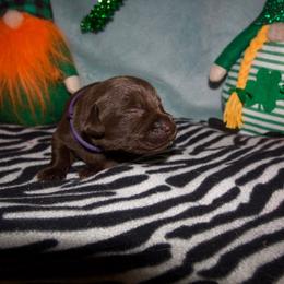 Brown sugar - Chocolate female Labrador Retriever puppy in Arlington, Washington from Stout's Hunting Labs and trsbullies