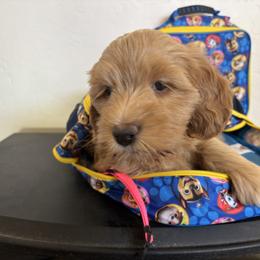 Wynonna Judd -pink collar - Red  female Goldendoodle puppy in Chino Valley, Arizona from Bass Creek Doodles