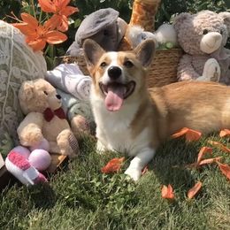 Pembroke Welsh Corgi Puppies from A&A’s Adorable Corgis