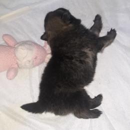 Pomeranian Puppies from Tonia's Pomeranians
