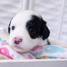 Harp - Black and white female Sheepadoodle puppy in Rocky Point, North Carolina from CelticDoods