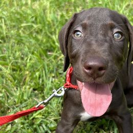 Boy 5 - Liver German Shorthaired Pointer puppy in Jacksonville, Florida from Good-Times K9