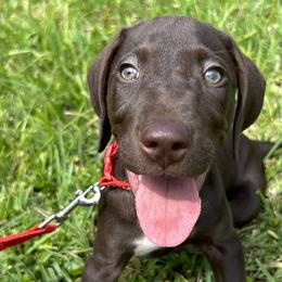 Boy 5 - Liver German Shorthaired Pointer puppy in Jacksonville, Florida from Good-Times K9