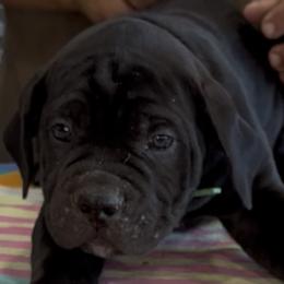 Green Collar Boy - Morganza x Lawman - AKC and ICCF - Black male Cane Corso puppy in Gorman, Texas from McOmber Country Kennels