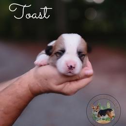 Toast - Red male Pembroke Welsh Corgi puppy in Cameron, North Carolina from Butts Family Corgis