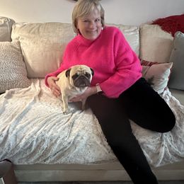 Lily - Pug
