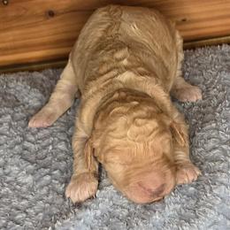 Honey - Apricot female Irish Doodle puppy in Bonifay, Florida from Heavenly Poodles